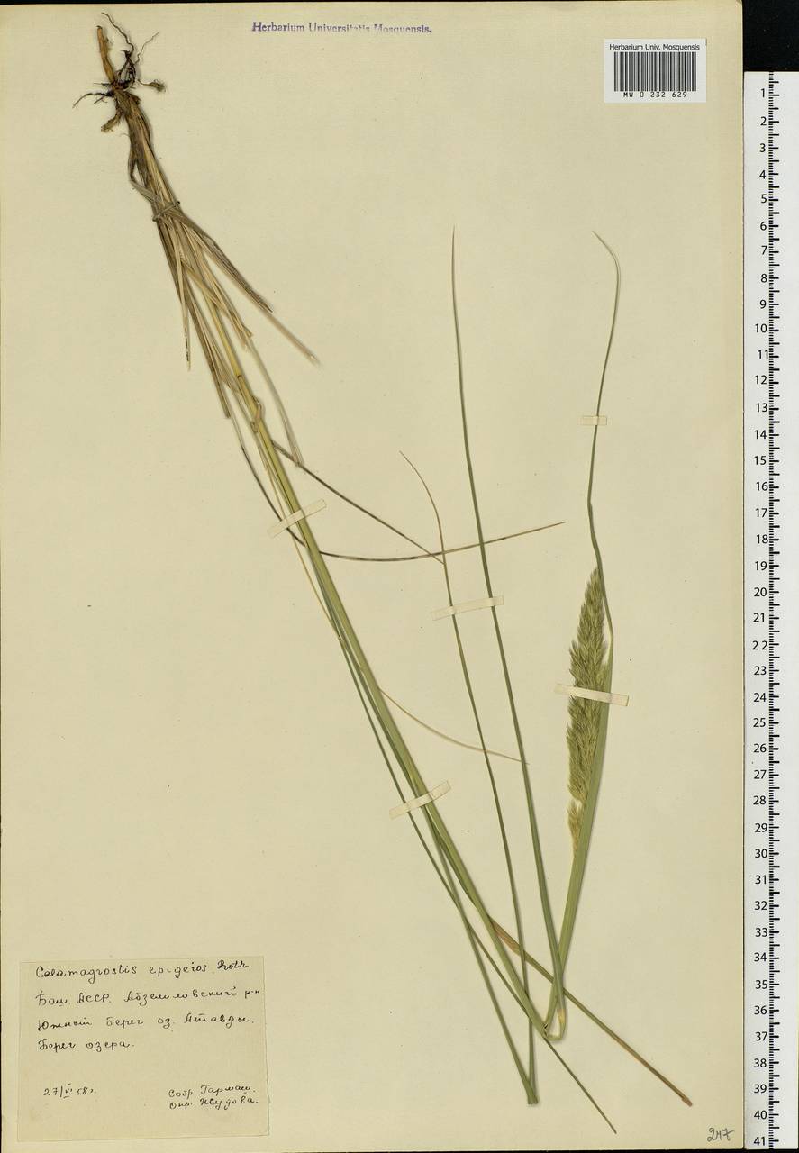 Calamagrostis epigejos (L.) Roth, Eastern Europe, Eastern region (E10) (Russia)