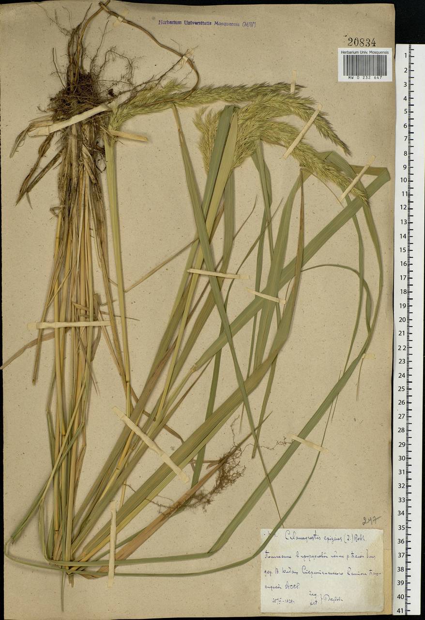 Calamagrostis epigejos (L.) Roth, Eastern Europe, Eastern region (E10) (Russia)