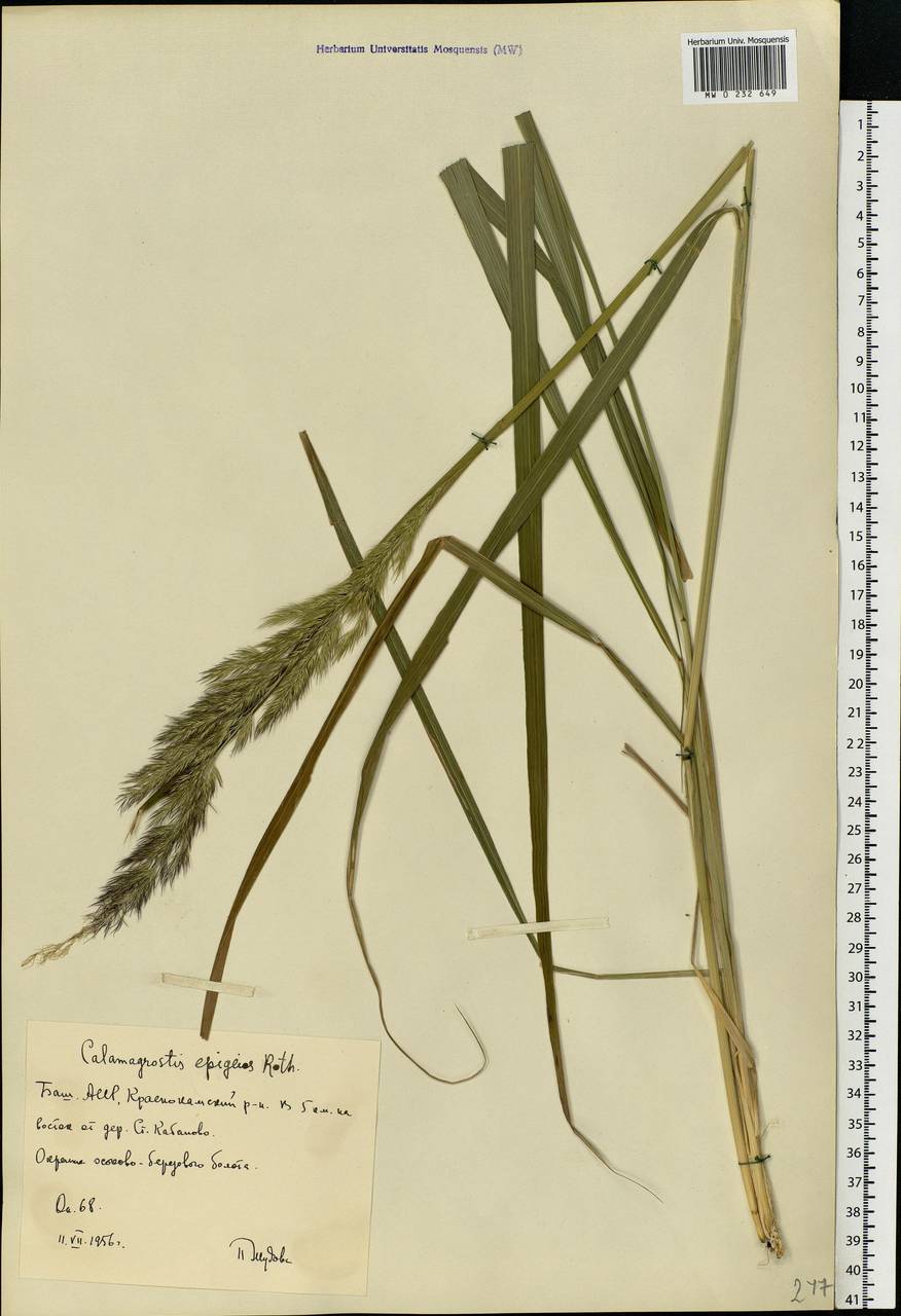 Calamagrostis epigejos (L.) Roth, Eastern Europe, Eastern region (E10) (Russia)