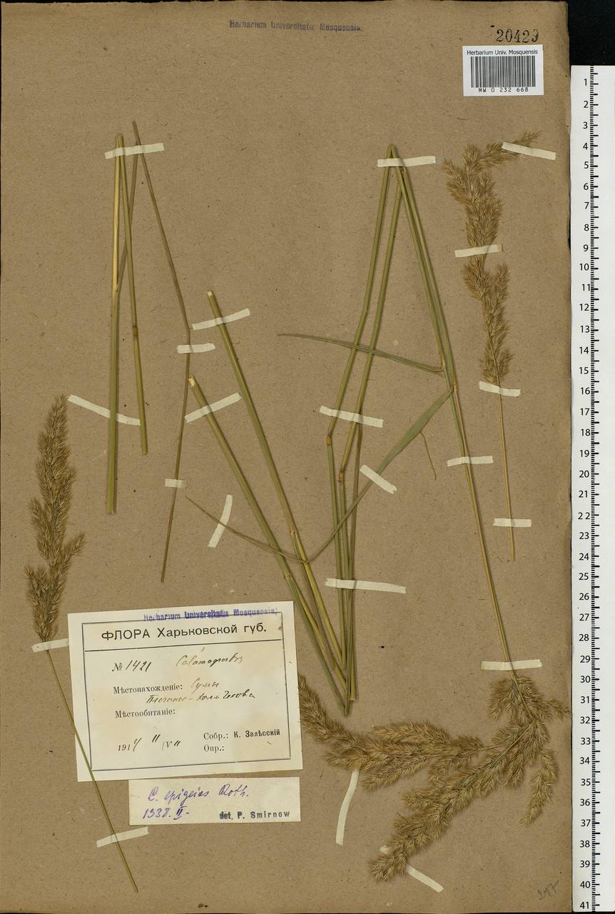 Calamagrostis epigejos (L.) Roth, Eastern Europe, North Ukrainian region (E11) (Ukraine)