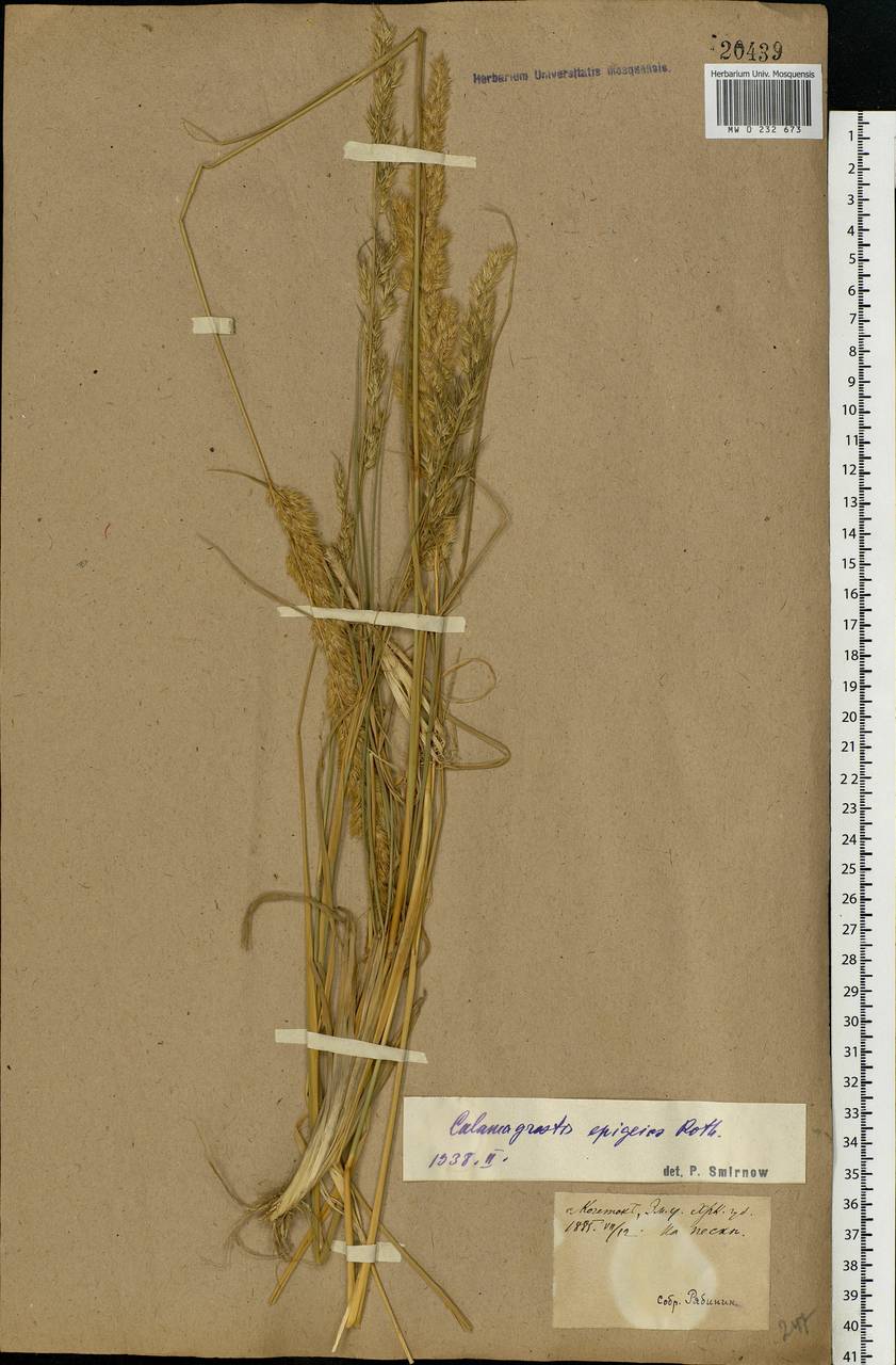 Calamagrostis epigejos (L.) Roth, Eastern Europe, North Ukrainian region (E11) (Ukraine)
