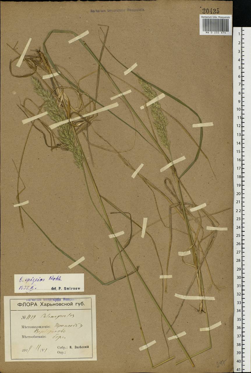 Calamagrostis epigejos (L.) Roth, Eastern Europe, North Ukrainian region (E11) (Ukraine)