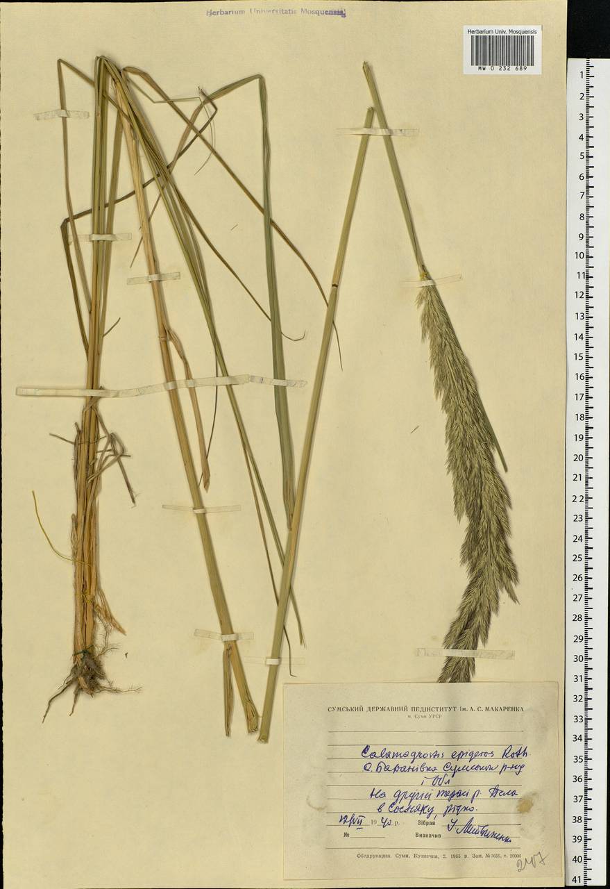 Calamagrostis epigejos (L.) Roth, Eastern Europe, North Ukrainian region (E11) (Ukraine)