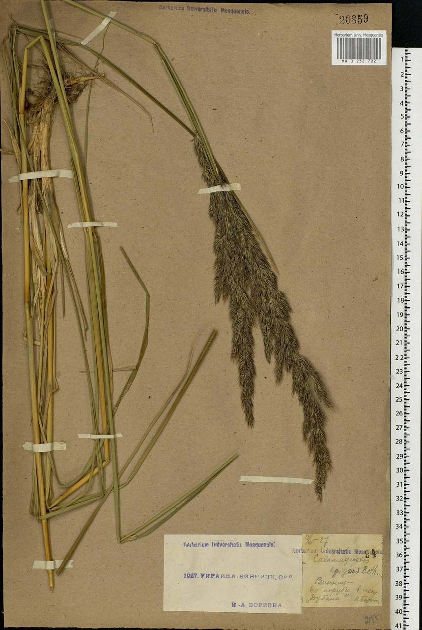 Calamagrostis epigejos (L.) Roth, Eastern Europe, South Ukrainian region (E12) (Ukraine)