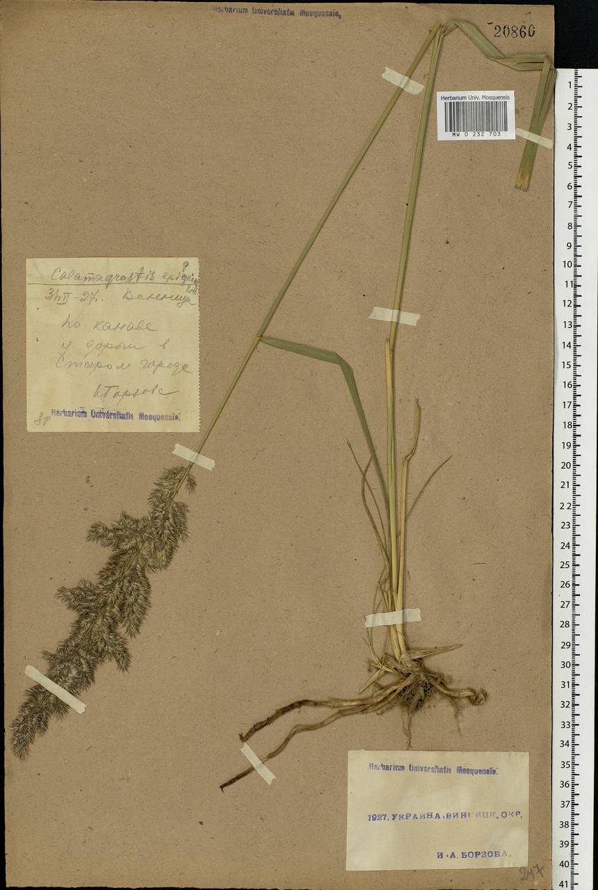 Calamagrostis epigejos (L.) Roth, Eastern Europe, South Ukrainian region (E12) (Ukraine)