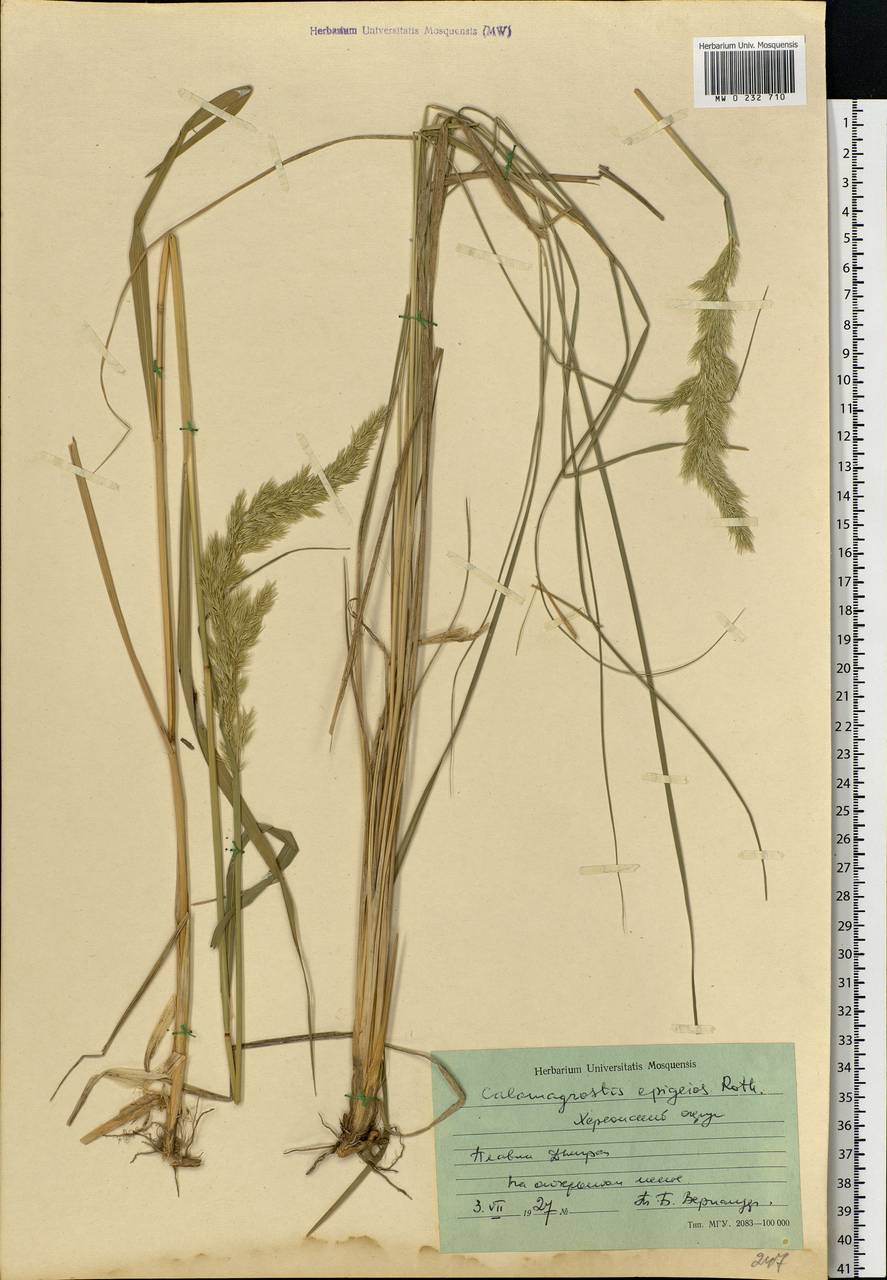 Calamagrostis epigejos (L.) Roth, Eastern Europe, South Ukrainian region (E12) (Ukraine)