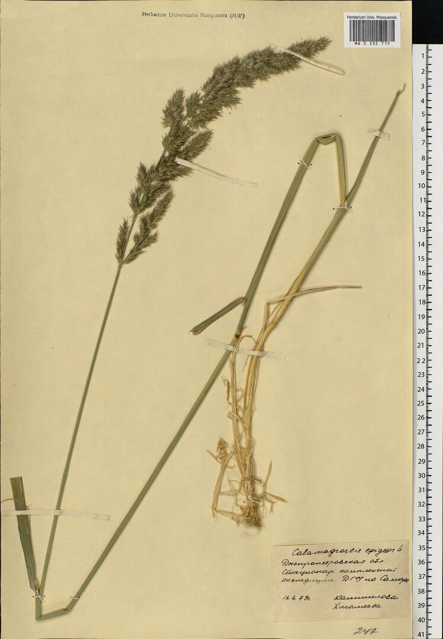 Calamagrostis epigejos (L.) Roth, Eastern Europe, South Ukrainian region (E12) (Ukraine)