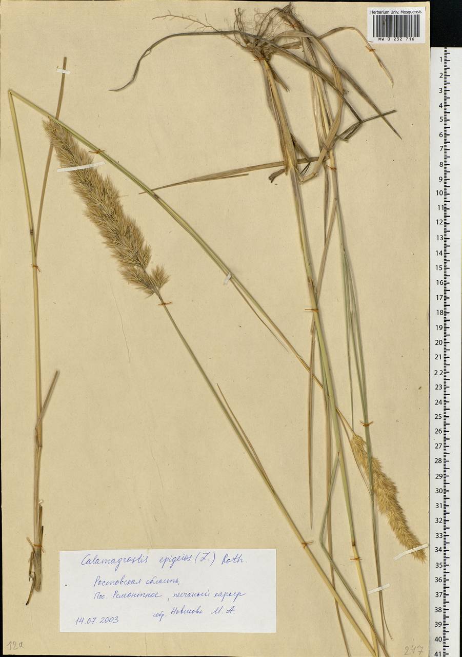 Calamagrostis epigejos (L.) Roth, Eastern Europe, Rostov Oblast (E12a) (Russia)