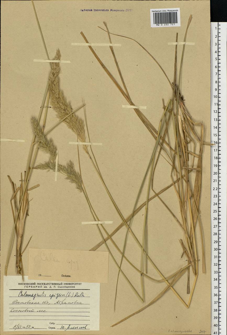 Calamagrostis epigejos (L.) Roth, Eastern Europe, Rostov Oblast (E12a) (Russia)