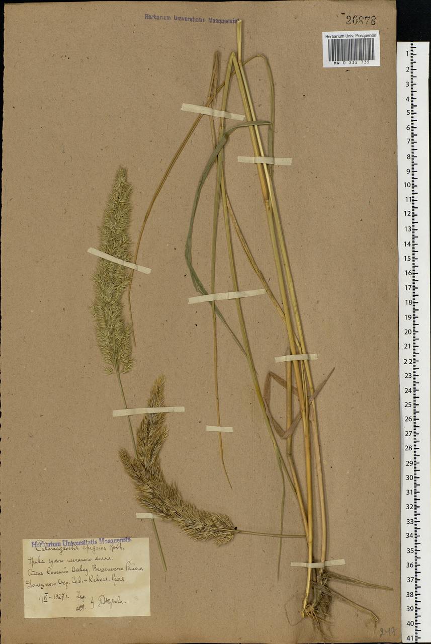 Calamagrostis epigejos (L.) Roth, Eastern Europe, Rostov Oblast (E12a) (Russia)