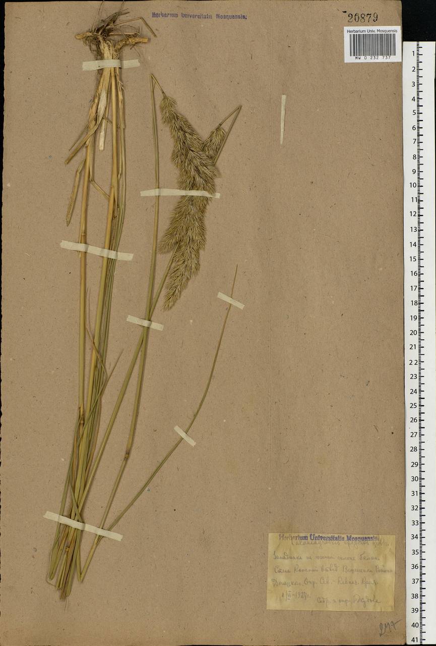 Calamagrostis epigejos (L.) Roth, Eastern Europe, Rostov Oblast (E12a) (Russia)