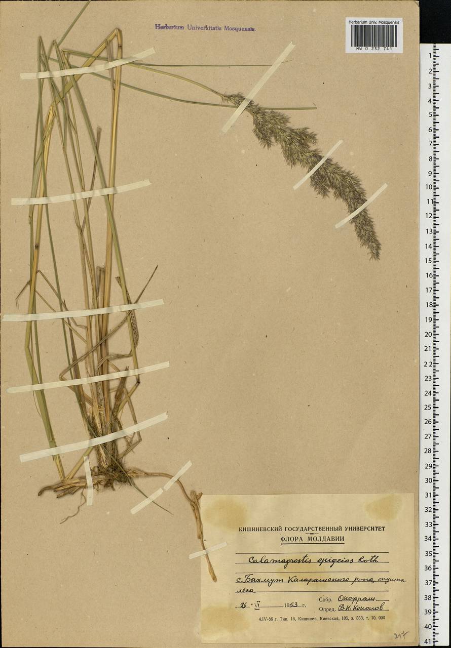 Calamagrostis epigejos (L.) Roth, Eastern Europe, Moldova (E13a) (Moldova)