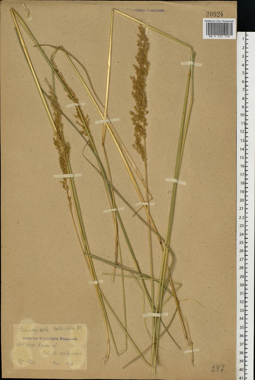 Calamagrostis canescens (Weber) Roth, Eastern Europe, Central forest-and-steppe region (E6) (Russia)