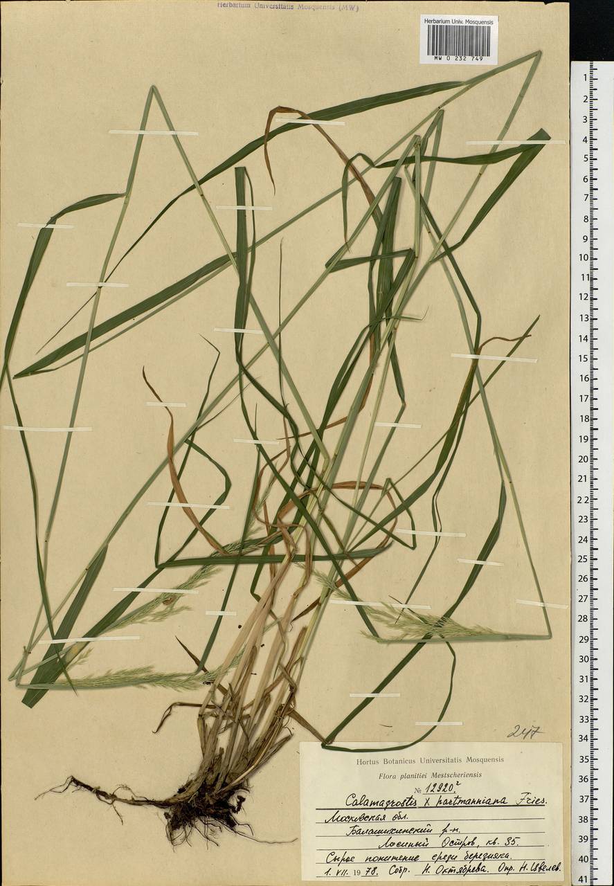 Calamagrostis hartmaniana Fr., Eastern Europe, Moscow region (E4a) (Russia)