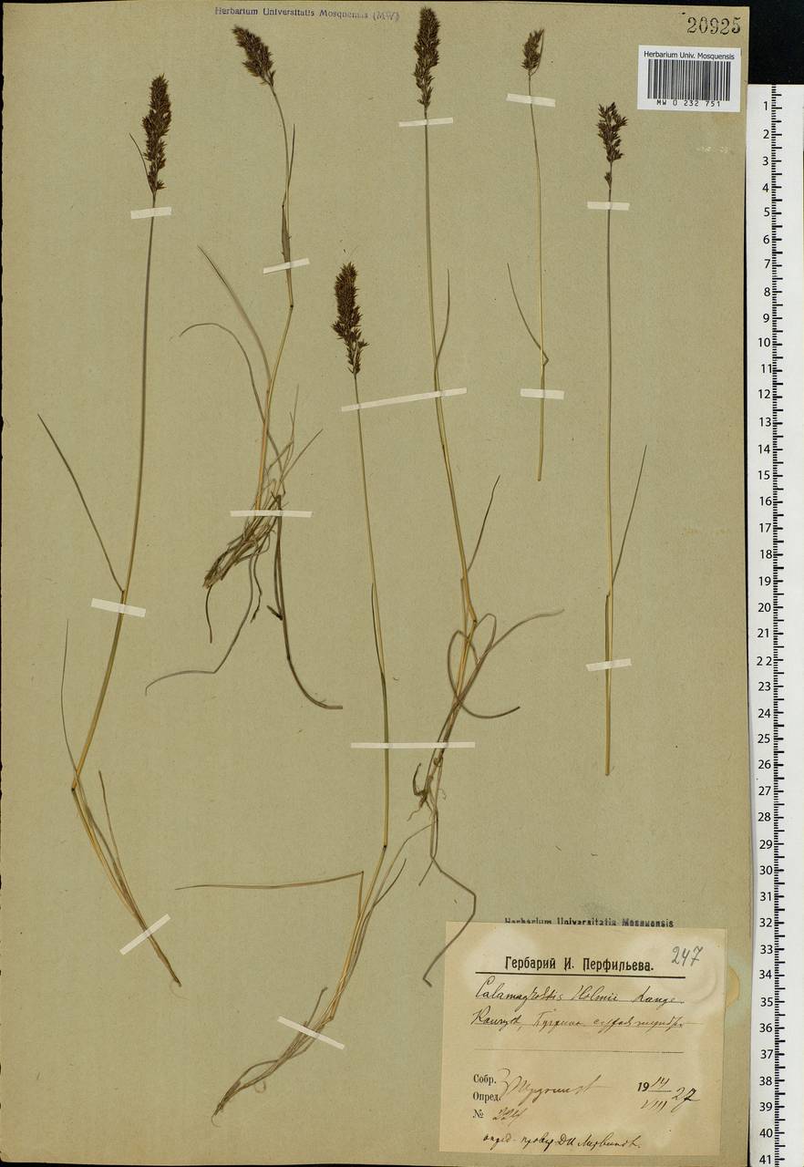 Calamagrostis holmii Lange, Eastern Europe, Northern region (E1) (Russia)