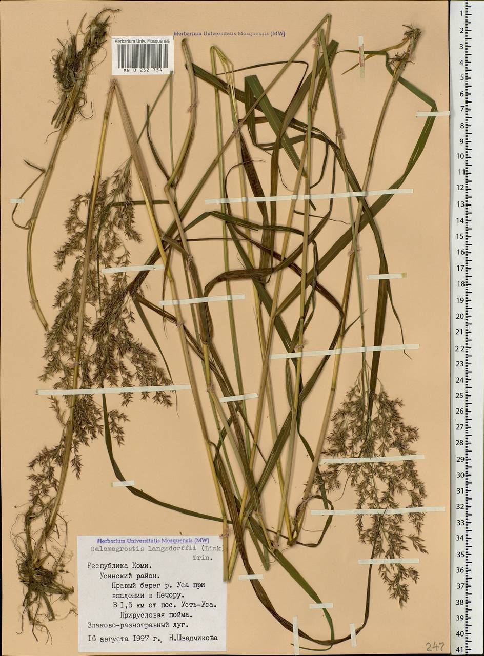 Calamagrostis purpurea (Trin.) Trin., Eastern Europe, Northern region (E1) (Russia)