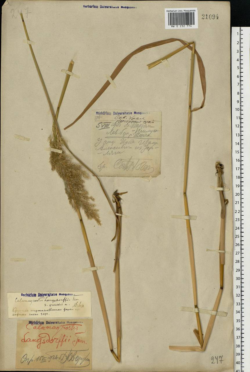 Calamagrostis purpurea (Trin.) Trin., Eastern Europe, Northern region (E1) (Russia)