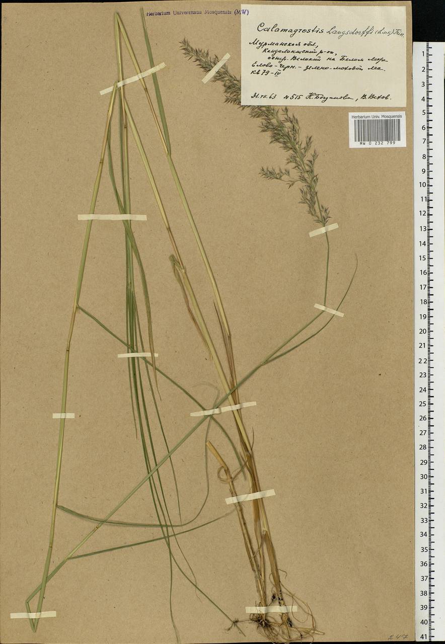 Calamagrostis purpurea (Trin.) Trin., Eastern Europe, Northern region (E1) (Russia)