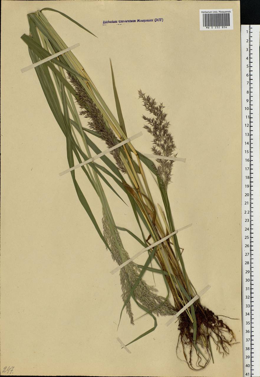 Calamagrostis purpurea (Trin.) Trin., Eastern Europe, Moscow region (E4a) (Russia)