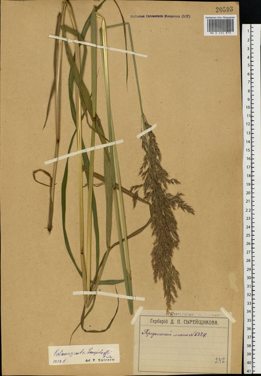 Calamagrostis purpurea (Trin.) Trin., Eastern Europe, Moscow region (E4a) (Russia)