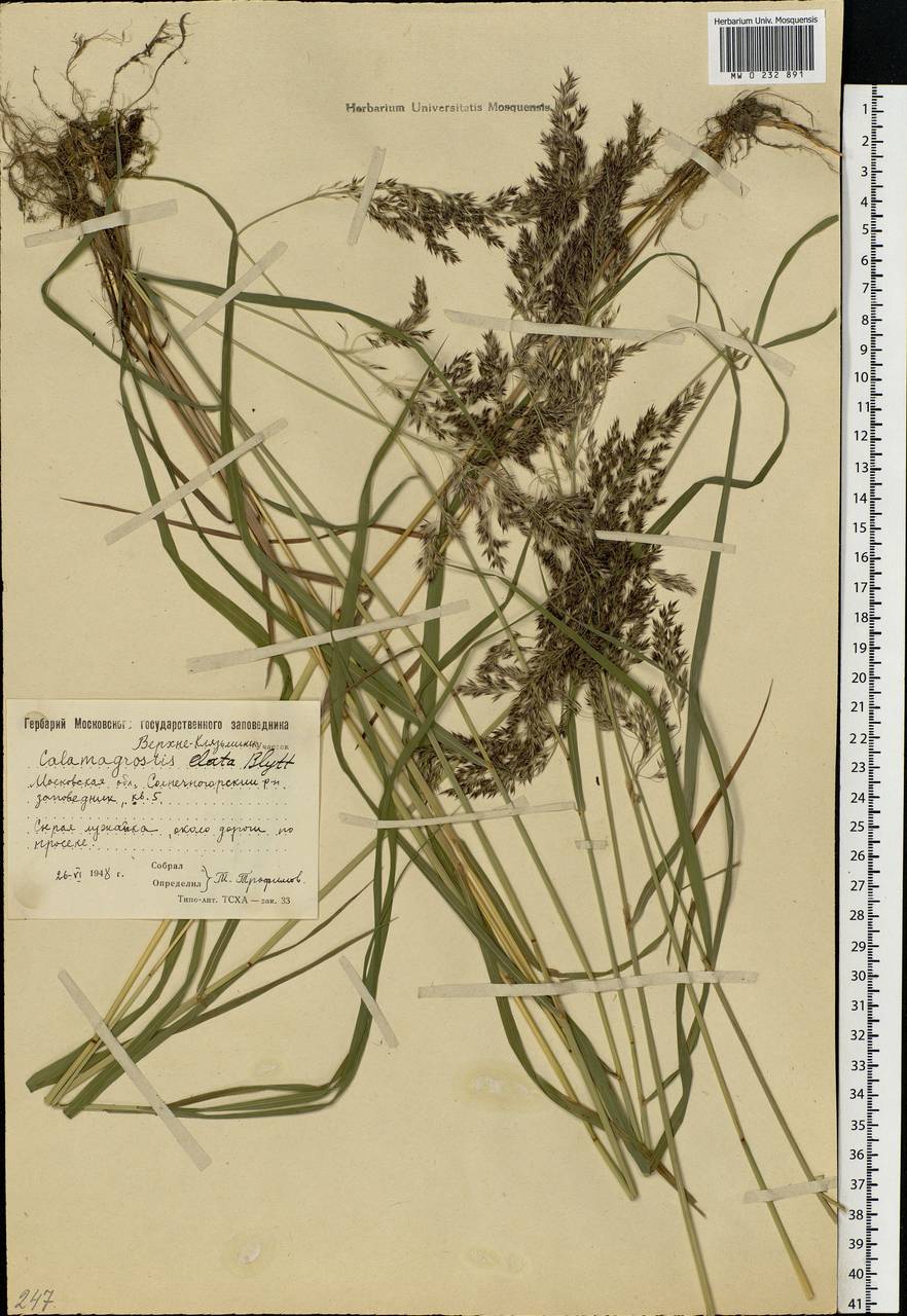 Calamagrostis purpurea (Trin.) Trin., Eastern Europe, Moscow region (E4a) (Russia)