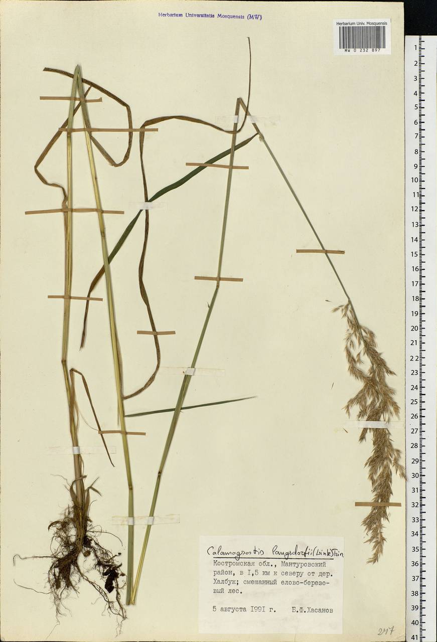 Calamagrostis purpurea (Trin.) Trin., Eastern Europe, Central forest region (E5) (Russia)