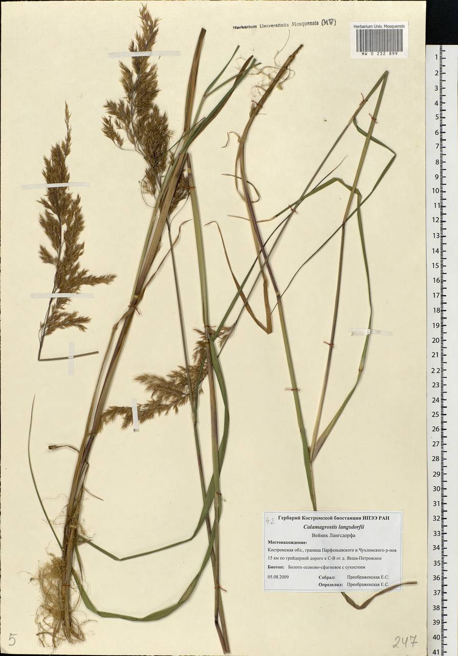 Calamagrostis purpurea (Trin.) Trin., Eastern Europe, Central forest region (E5) (Russia)