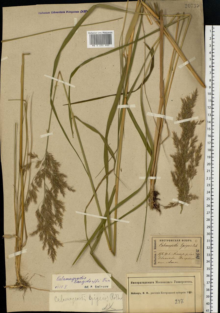 Calamagrostis purpurea (Trin.) Trin., Eastern Europe, Central forest region (E5) (Russia)