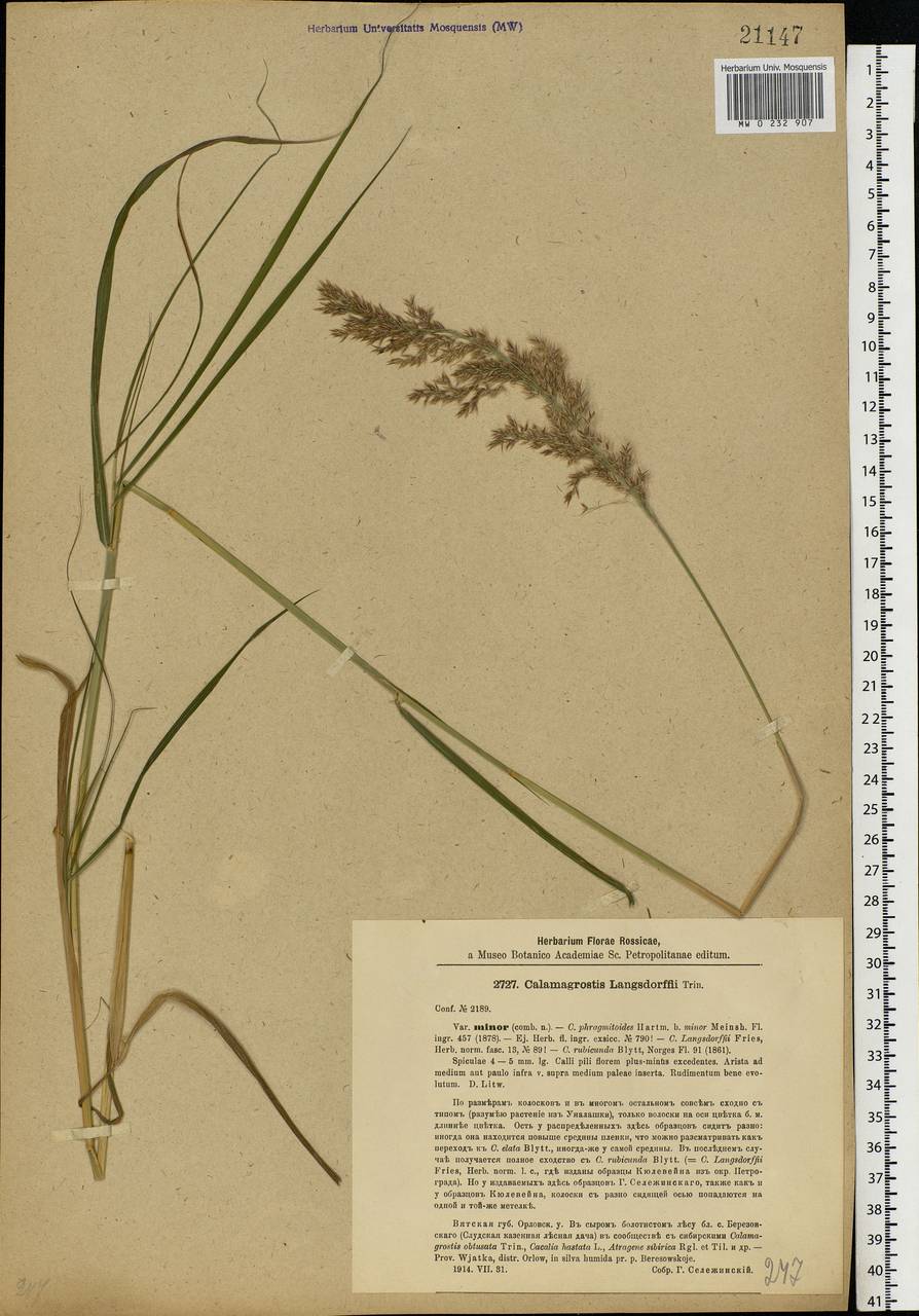 Calamagrostis purpurea (Trin.) Trin., Eastern Europe, Volga-Kama region (E7) (Russia)