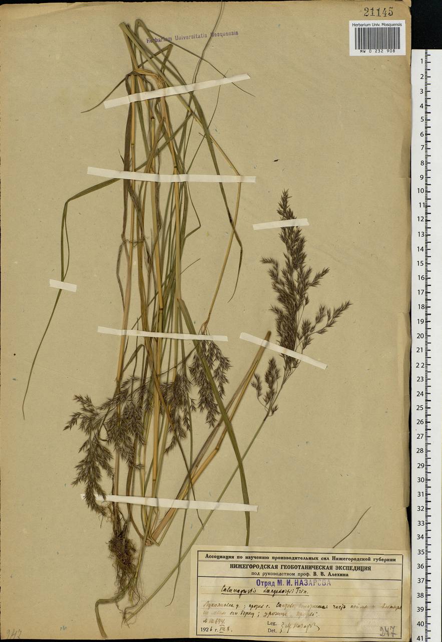 Calamagrostis purpurea (Trin.) Trin., Eastern Europe, Volga-Kama region (E7) (Russia)