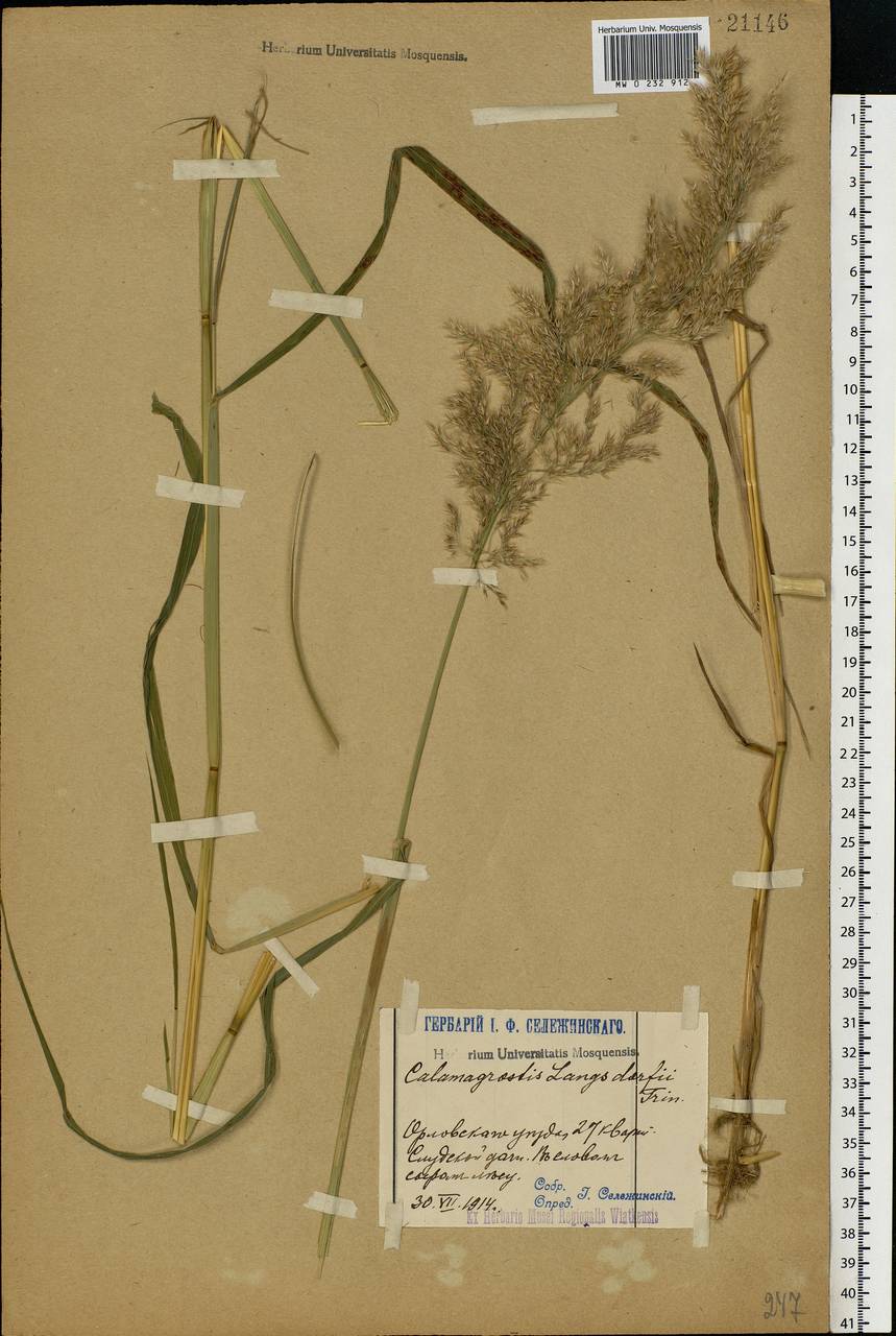 Calamagrostis purpurea (Trin.) Trin., Eastern Europe, Volga-Kama region (E7) (Russia)