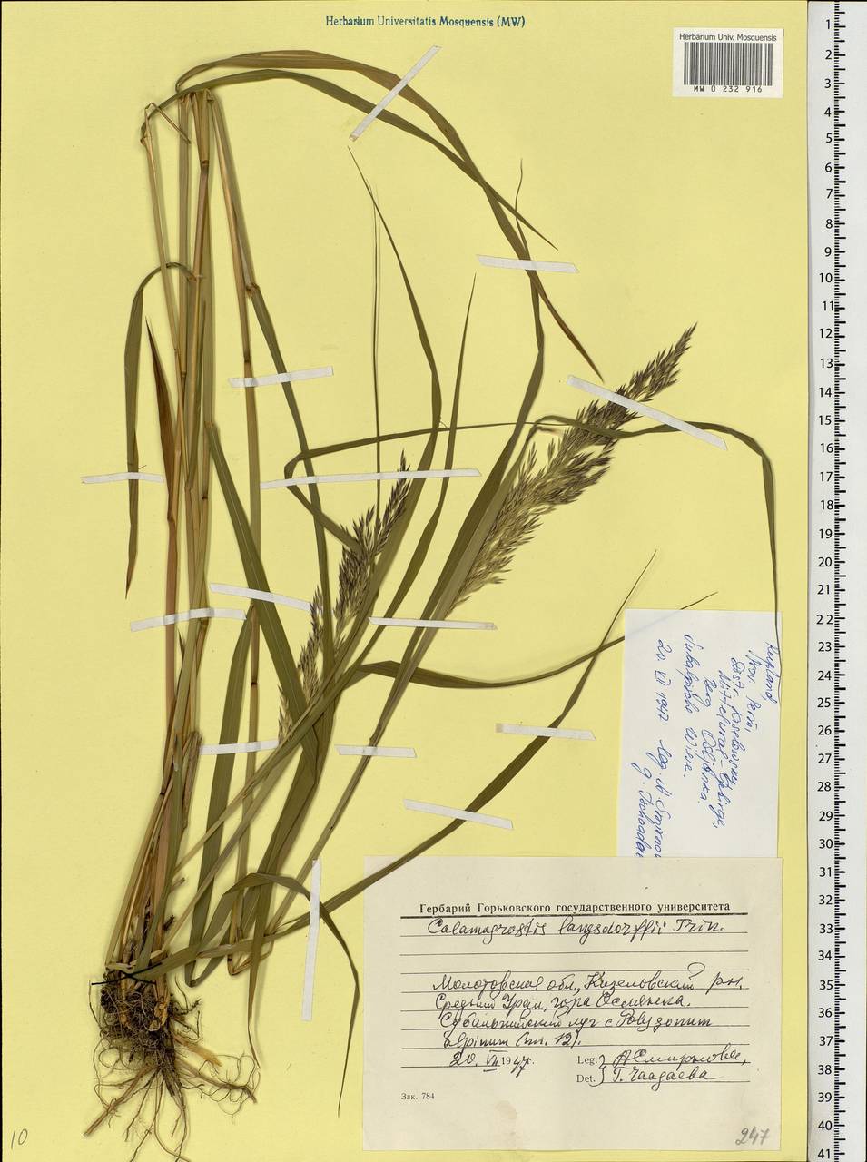 Calamagrostis purpurea (Trin.) Trin., Eastern Europe, Eastern region (E10) (Russia)