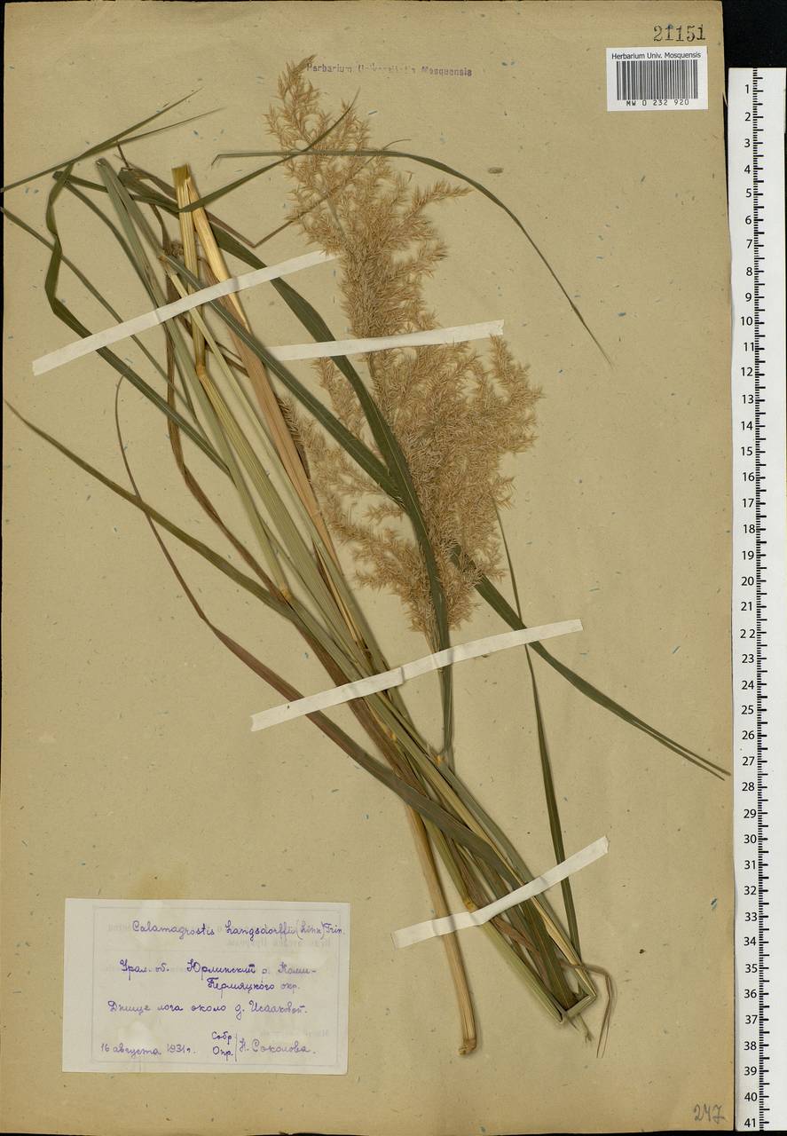 Calamagrostis purpurea (Trin.) Trin., Eastern Europe, Eastern region (E10) (Russia)