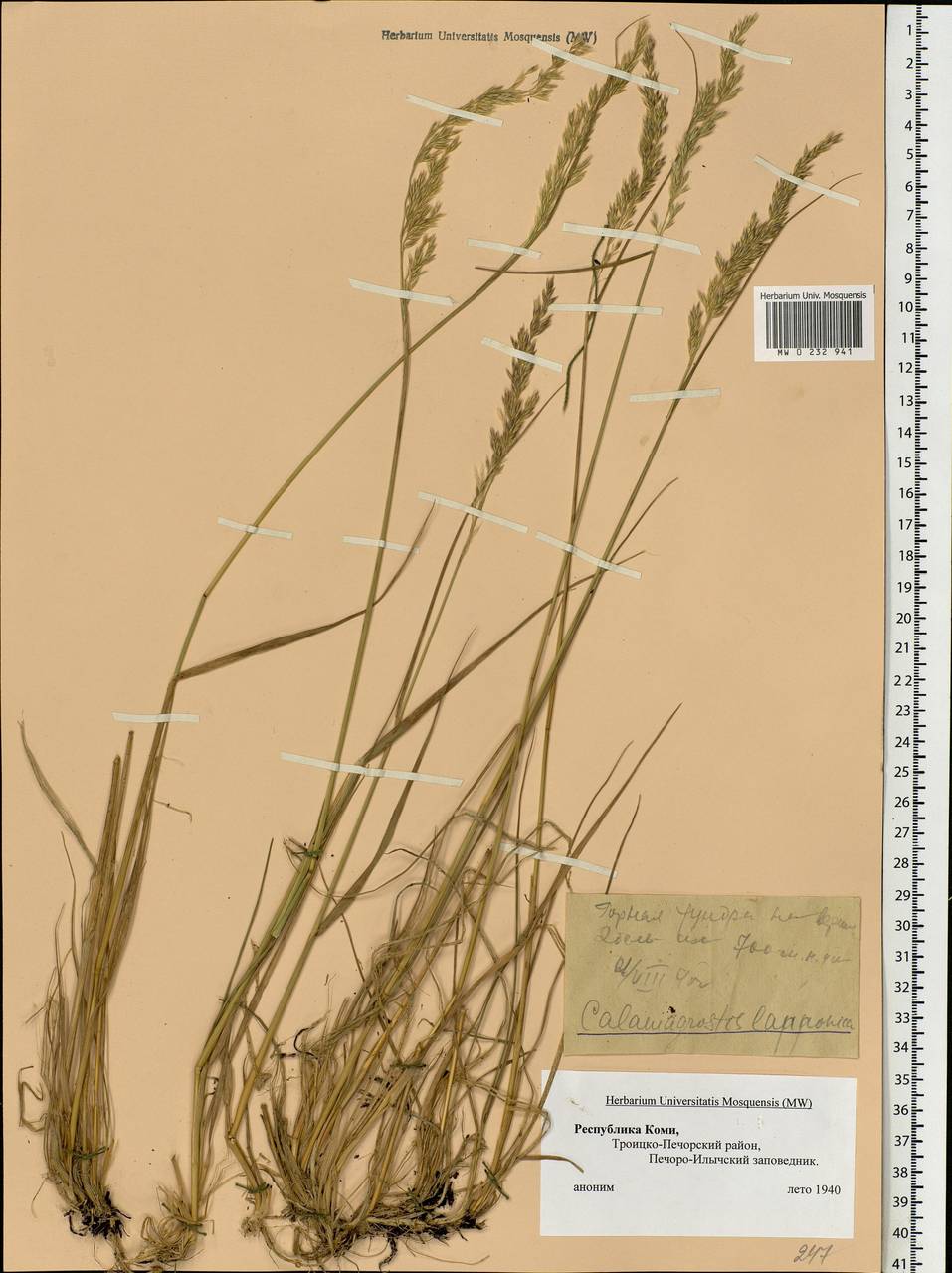 Calamagrostis lapponica (Wahlenb.) Hartm., Eastern Europe, Northern region (E1) (Russia)