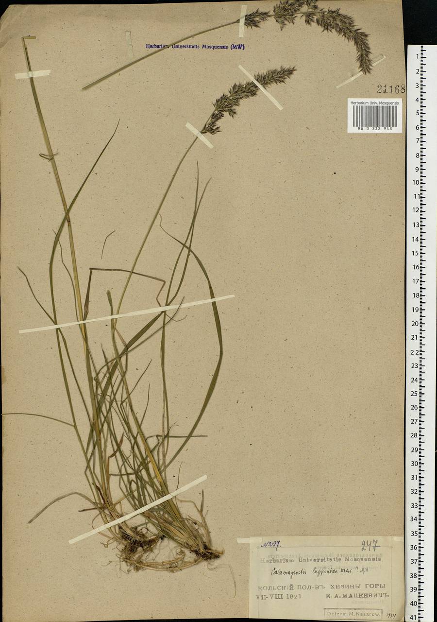 Calamagrostis lapponica (Wahlenb.) Hartm., Eastern Europe, Northern region (E1) (Russia)