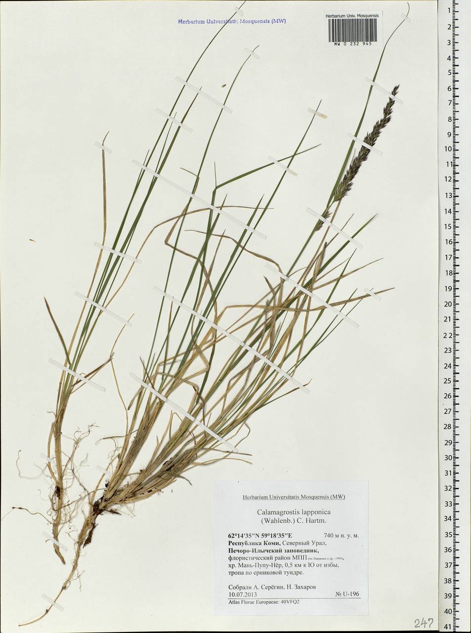 Calamagrostis lapponica (Wahlenb.) Hartm., Eastern Europe, Northern region (E1) (Russia)