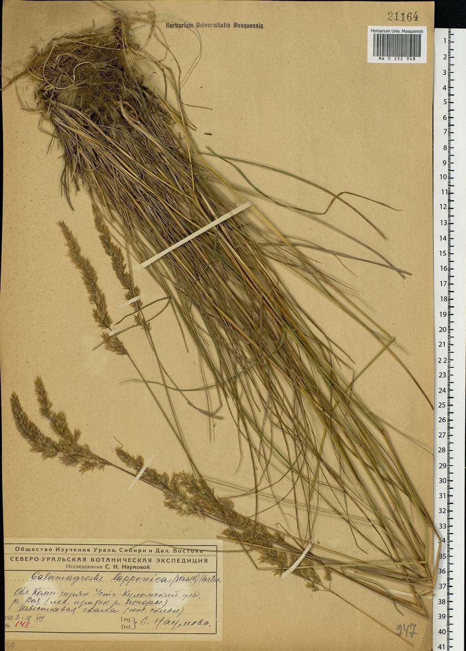 Calamagrostis lapponica (Wahlenb.) Hartm., Eastern Europe, Northern region (E1) (Russia)