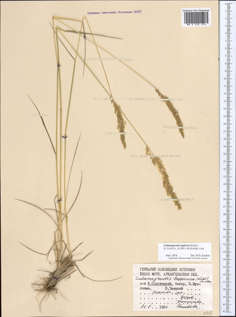 Achnatherum calamagrostis (L.) P.Beauv., Eastern Europe, Northern region (E1) (Russia)