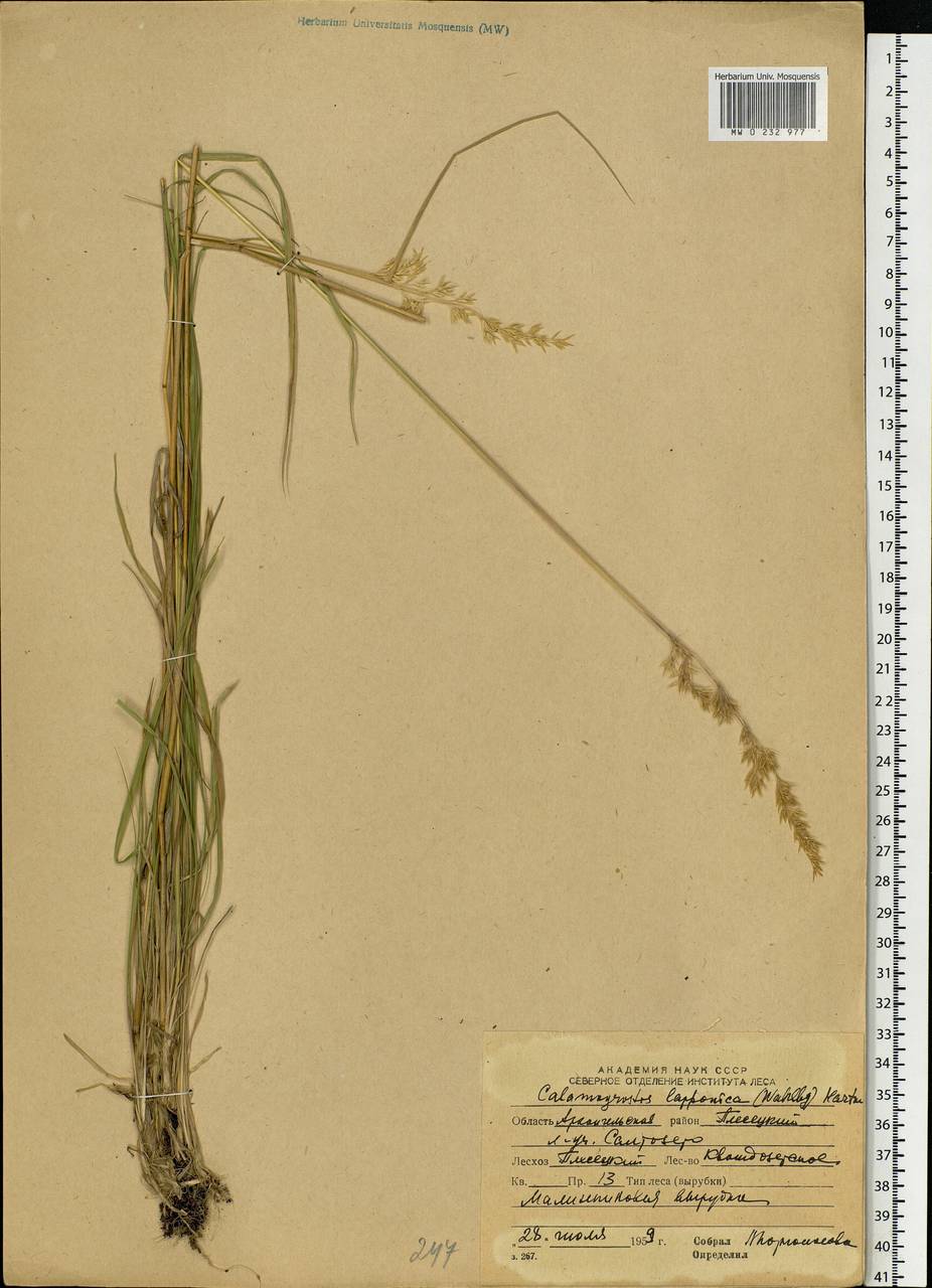 Calamagrostis lapponica (Wahlenb.) Hartm., Eastern Europe, Northern region (E1) (Russia)