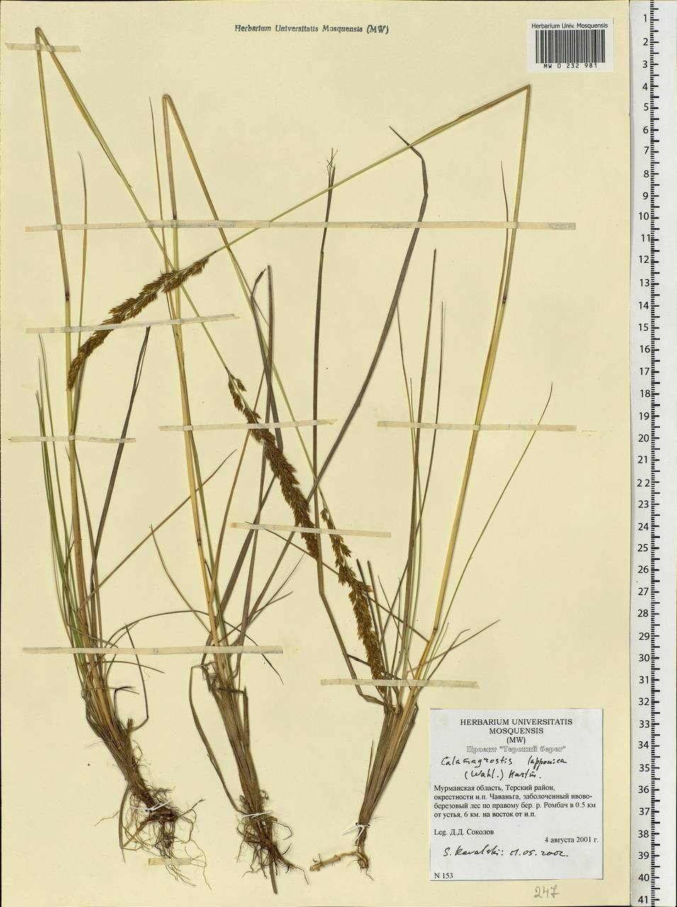 Calamagrostis lapponica (Wahlenb.) Hartm., Eastern Europe, Northern region (E1) (Russia)