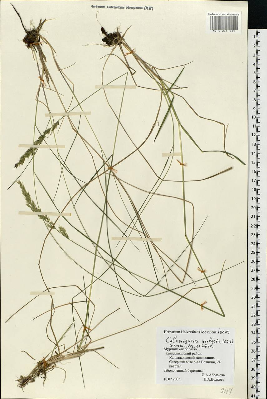 Achnatherum calamagrostis (L.) P.Beauv., Eastern Europe, Northern region (E1) (Russia)