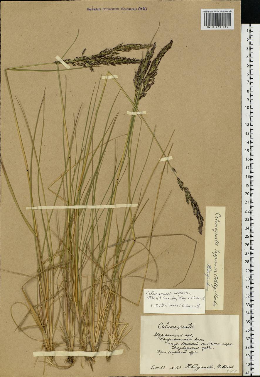 Achnatherum calamagrostis (L.) P.Beauv., Eastern Europe, Northern region (E1) (Russia)