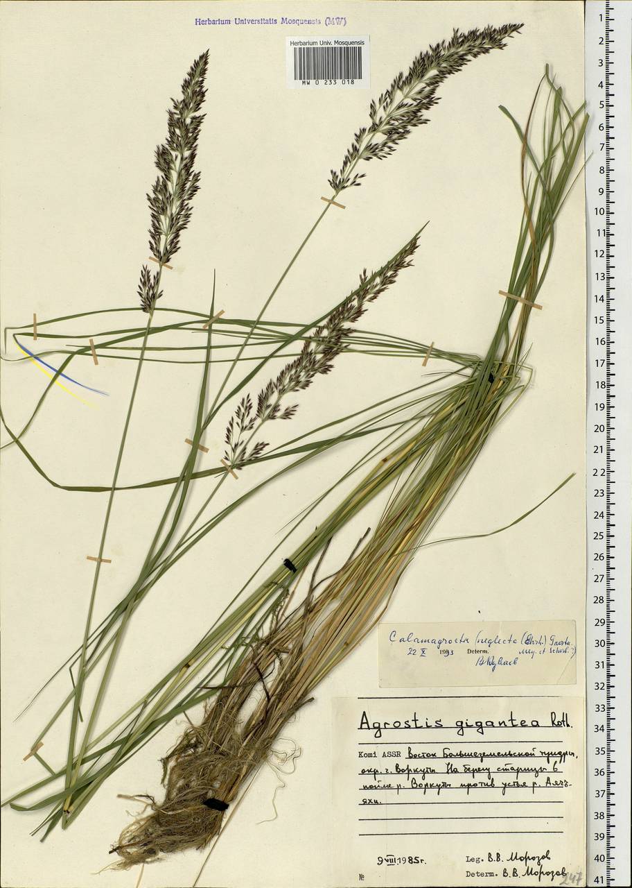 Achnatherum calamagrostis (L.) P.Beauv., Eastern Europe, Northern region (E1) (Russia)