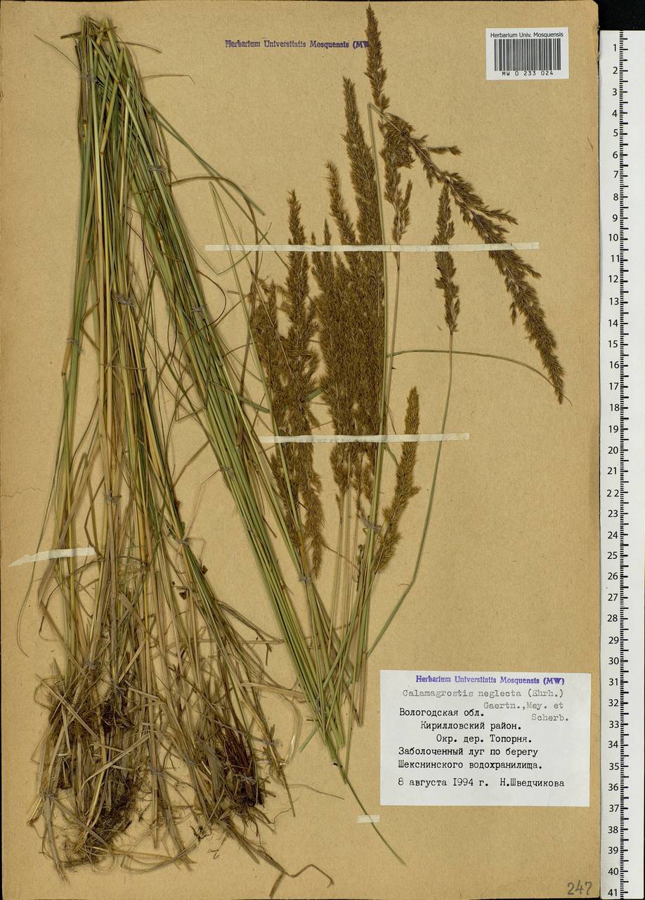 Achnatherum calamagrostis (L.) P.Beauv., Eastern Europe, Northern region (E1) (Russia)