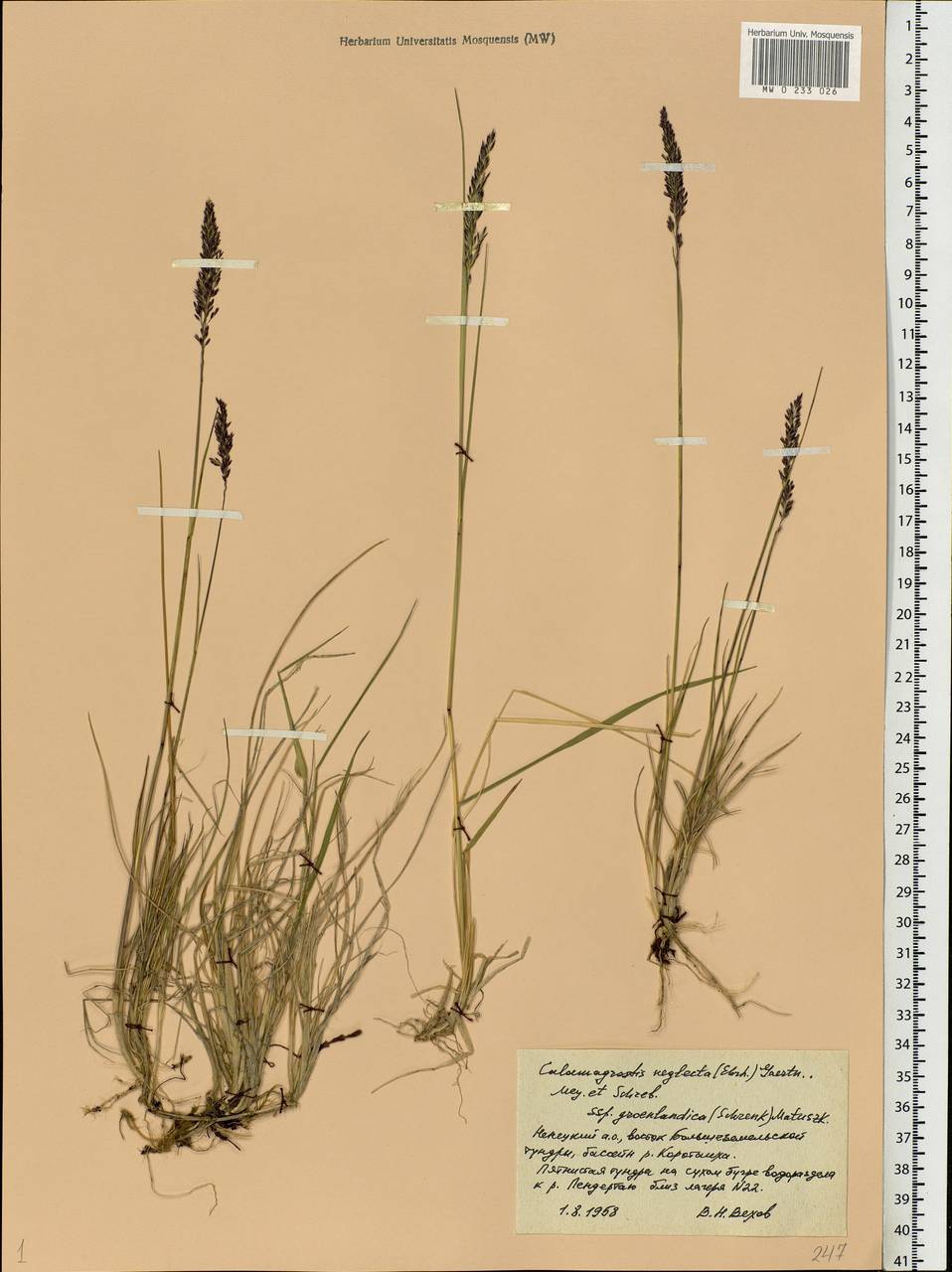 Achnatherum calamagrostis (L.) P.Beauv., Eastern Europe, Northern region (E1) (Russia)