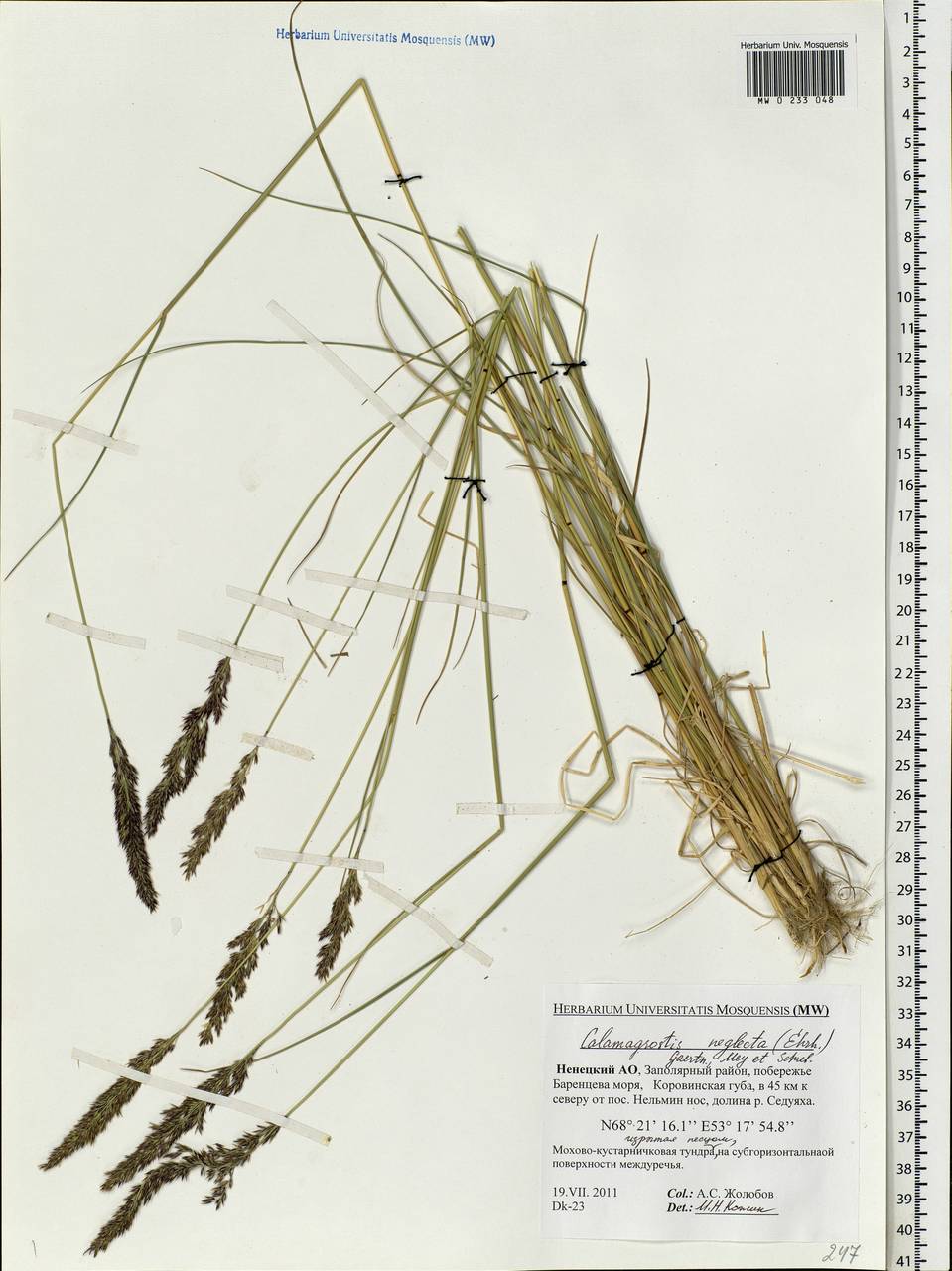 Achnatherum calamagrostis (L.) P.Beauv., Eastern Europe, Northern region (E1) (Russia)