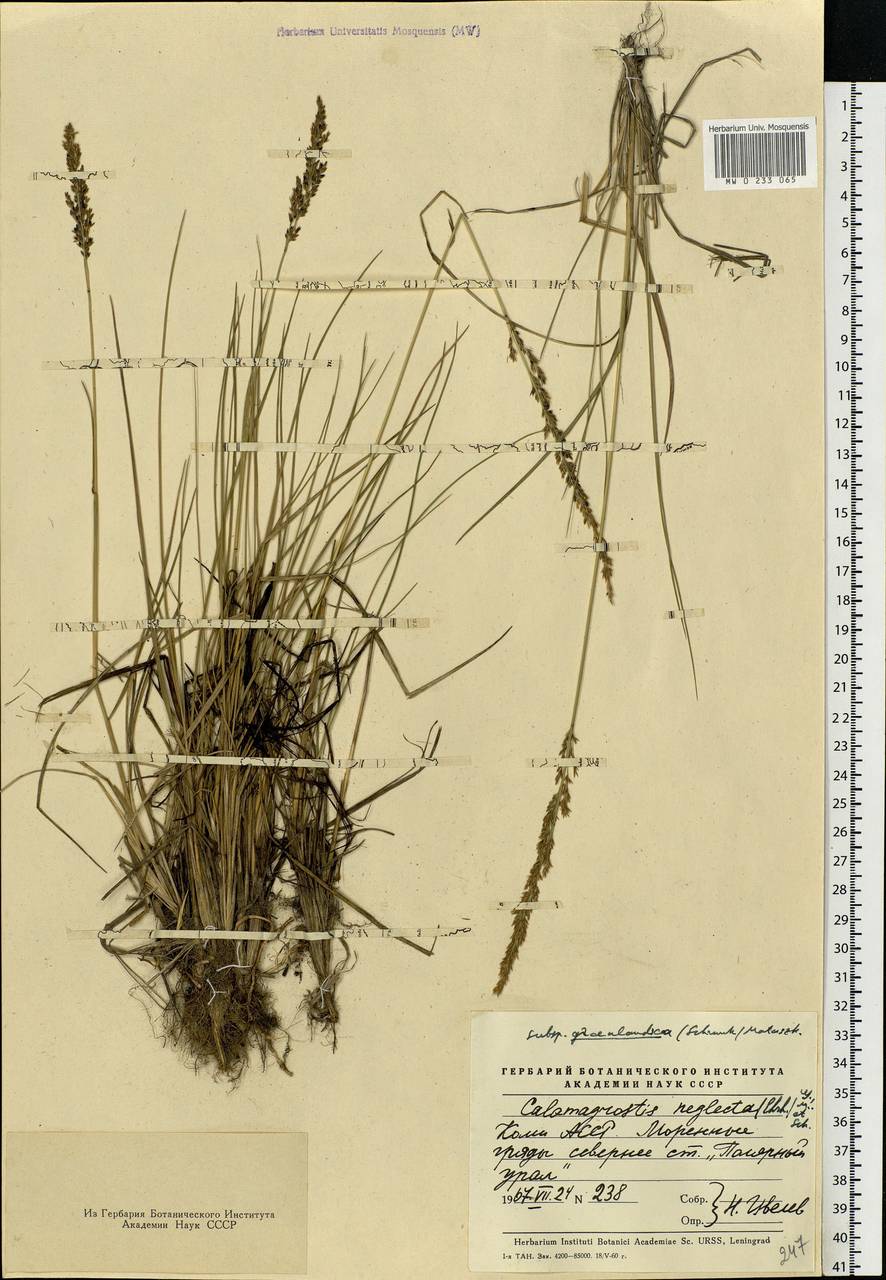 Achnatherum calamagrostis (L.) P.Beauv., Eastern Europe, Northern region (E1) (Russia)