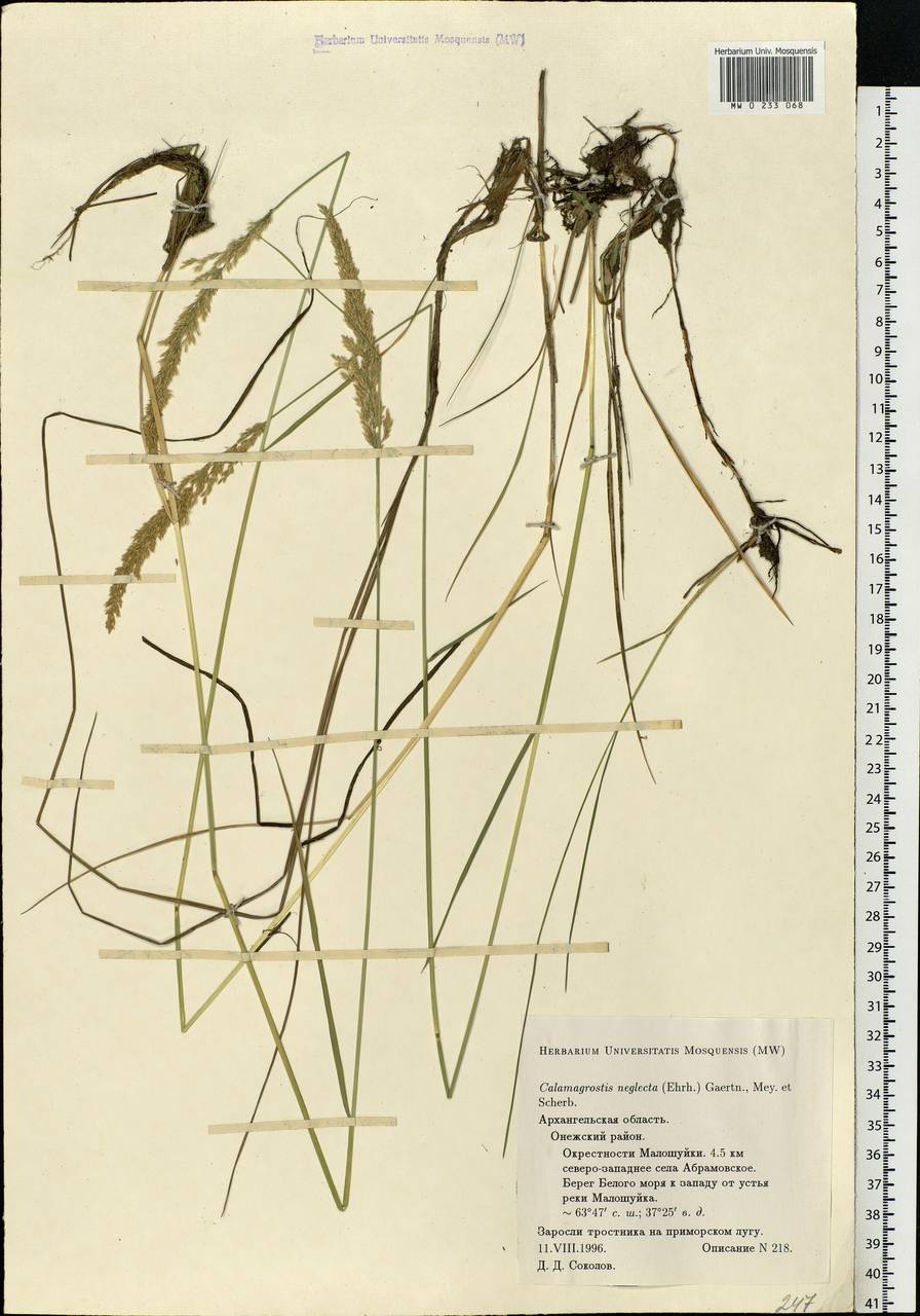 Achnatherum calamagrostis (L.) P.Beauv., Eastern Europe, Northern region (E1) (Russia)