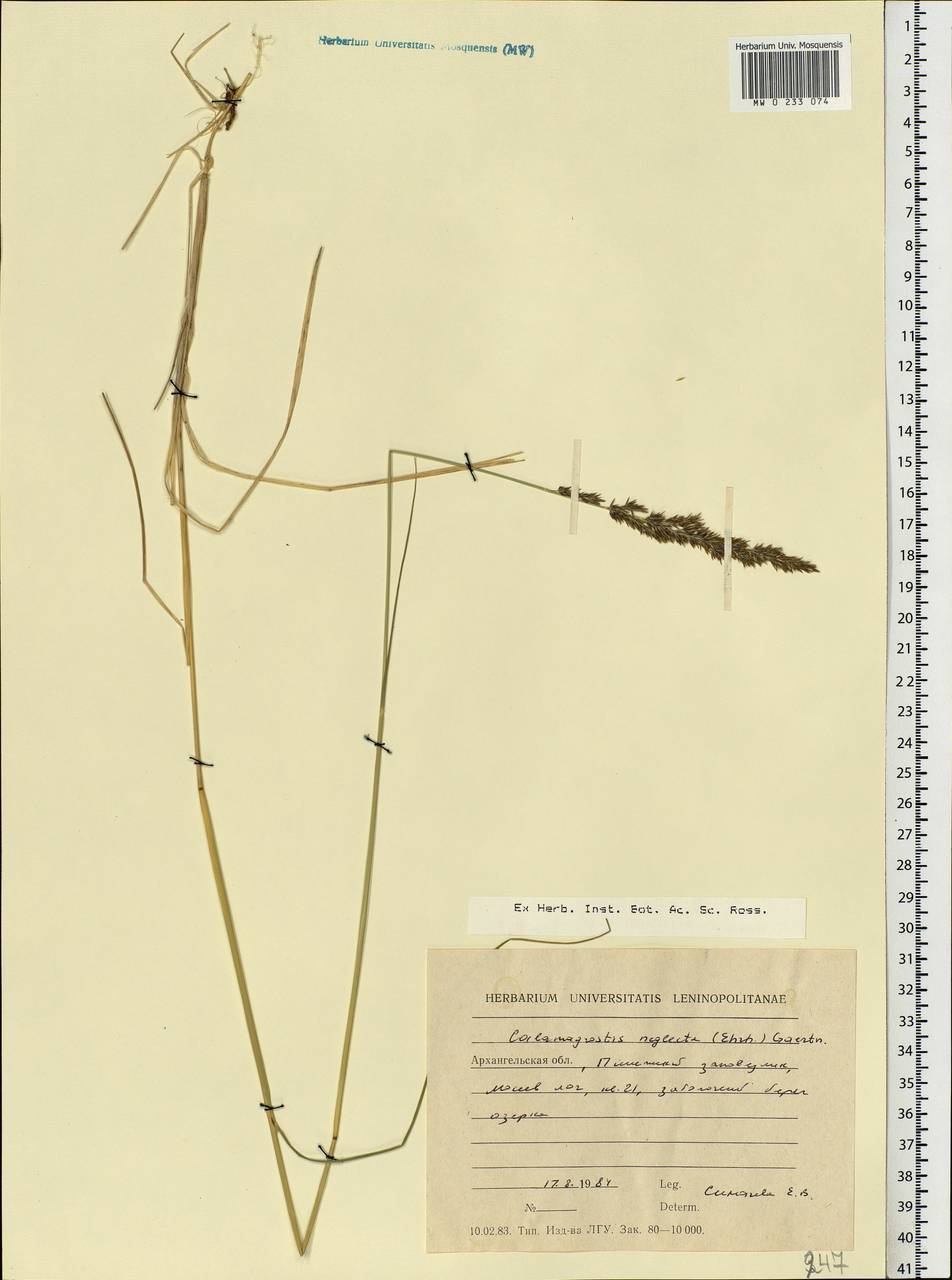 Achnatherum calamagrostis (L.) P.Beauv., Eastern Europe, Northern region (E1) (Russia)