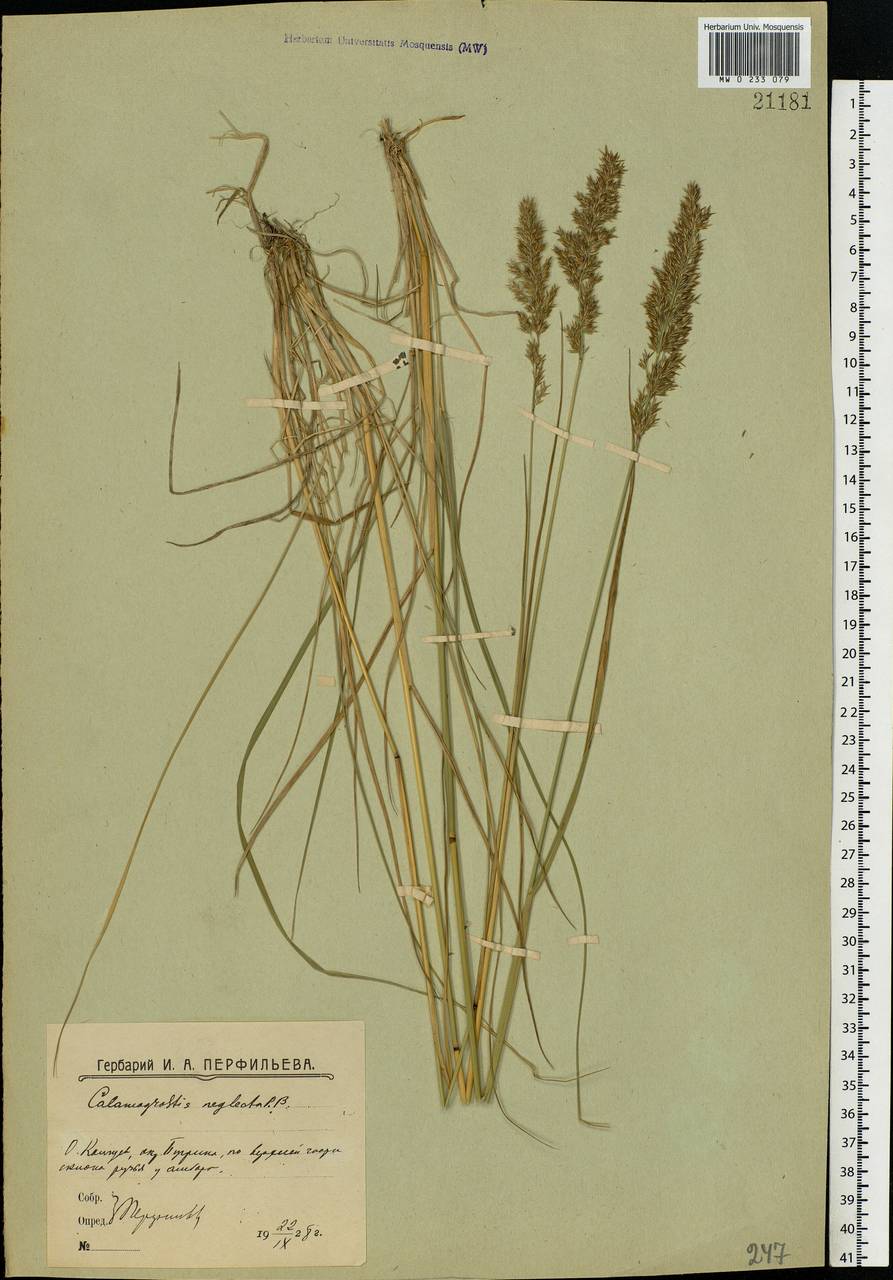 Achnatherum calamagrostis (L.) P.Beauv., Eastern Europe, Northern region (E1) (Russia)